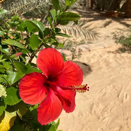 Вілла Wafla Siwa Oasis Екстер'єр фото